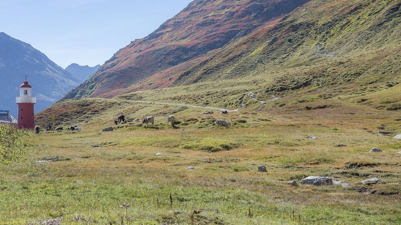 The red lighthouse on the Oberalp Pass among autumn pastures and grazing cows
