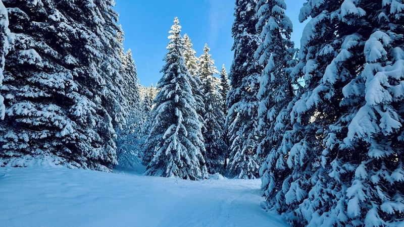 A snowy track through tall firs heavy with fresh snow under a blue sky