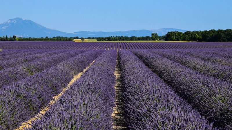 Rows of lavender in flower on the Valensole plateau in Provence, with mountains beyond