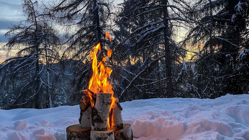 A fire of birch logs blazing in deep snow among larches at dusk