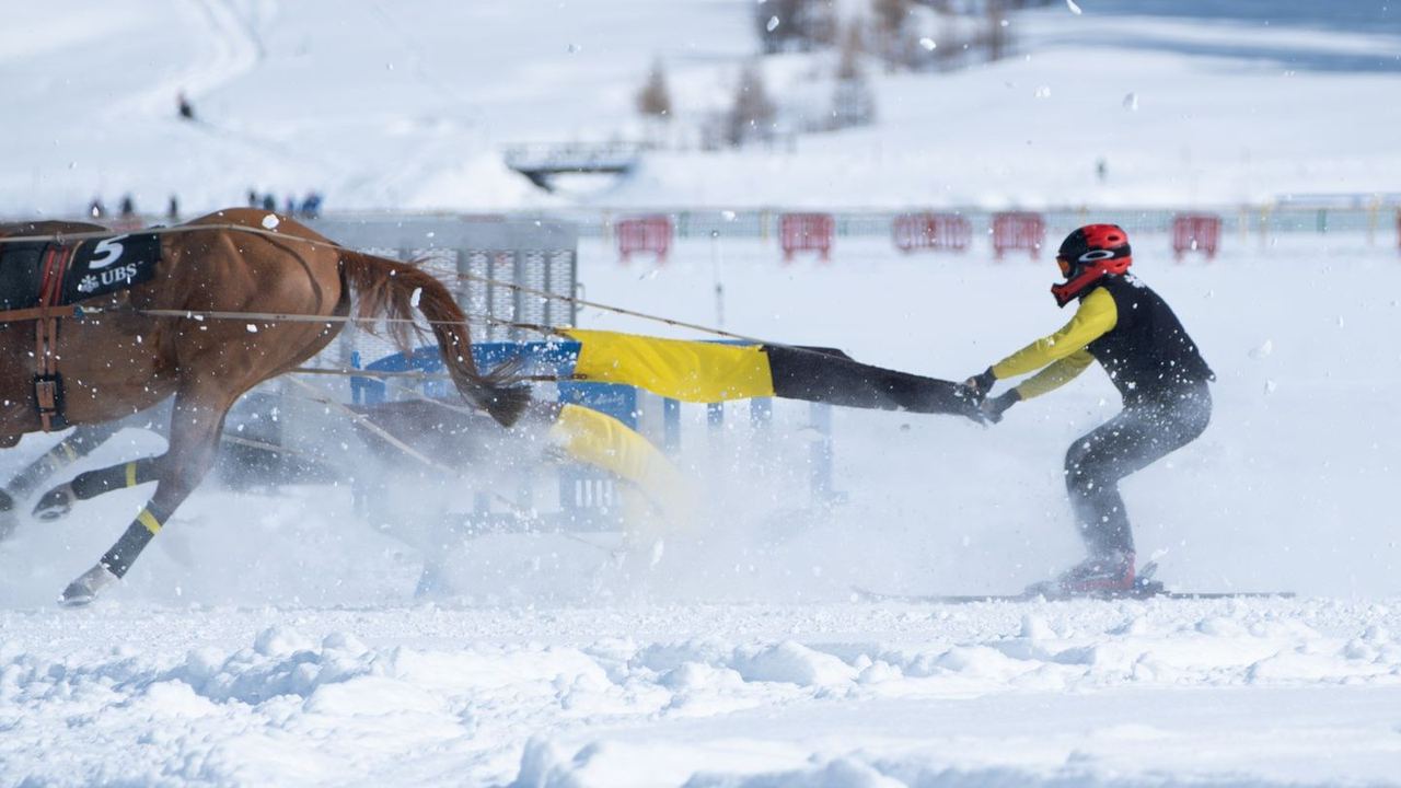 Skijoring: a horse at full gallop pulling a skier