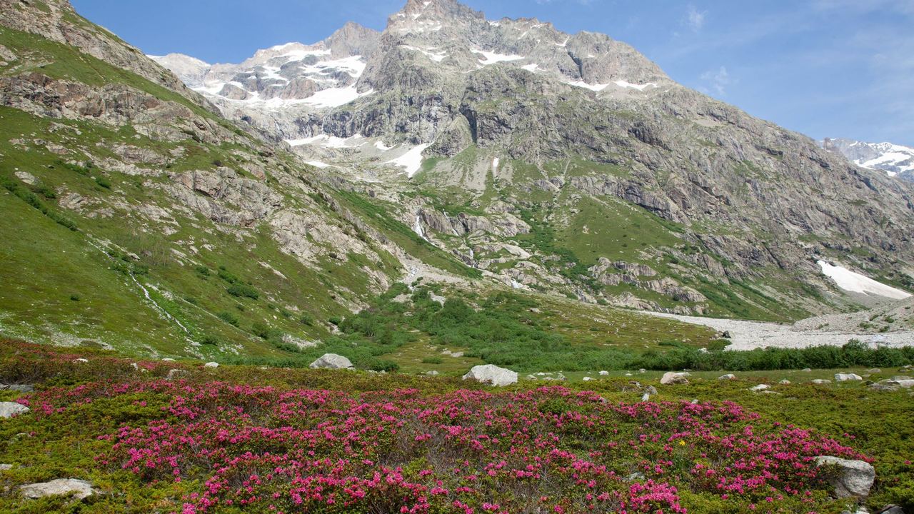 Alpine roses in flower below the peaks in summer