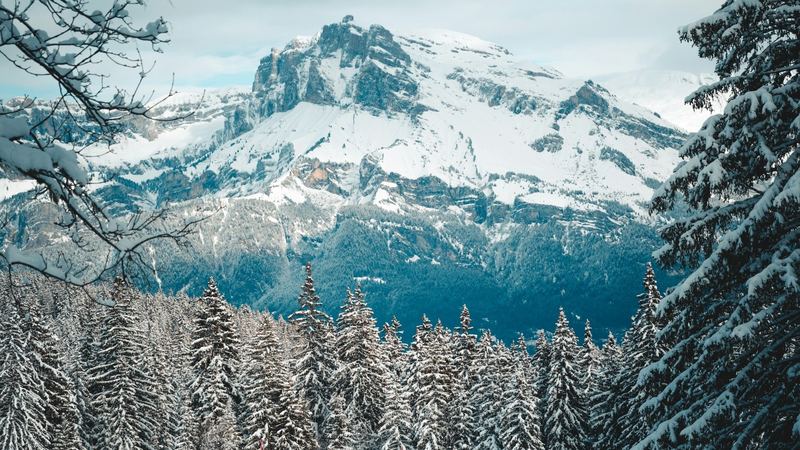 Snow-laden firs on a sunny slope above Megève, the snowfields beyond