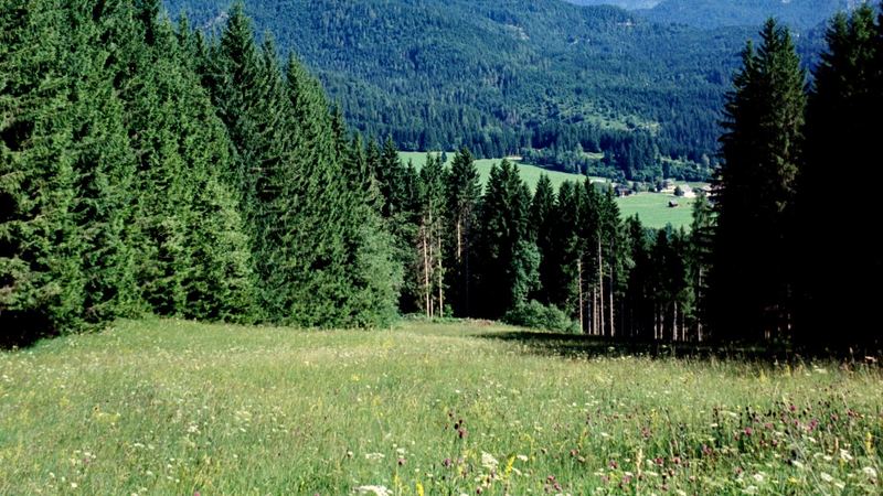 A summer meadow of wildflowers sloping down between fir woods to a green valley and the mountains